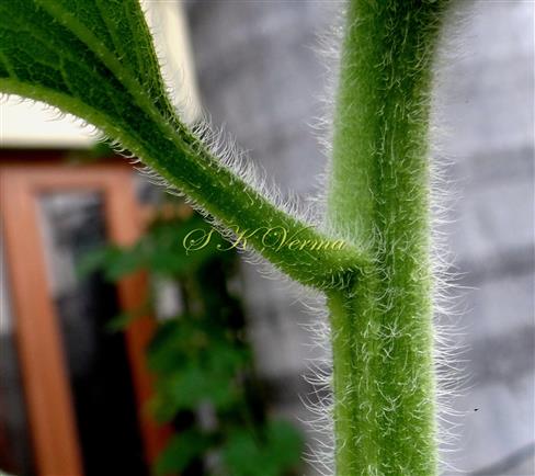  Stem and leaf-Hispid